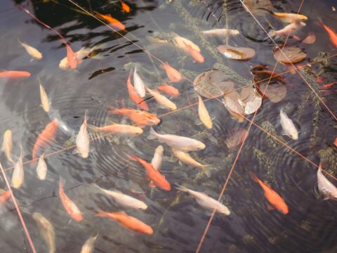 south downs way accommodation